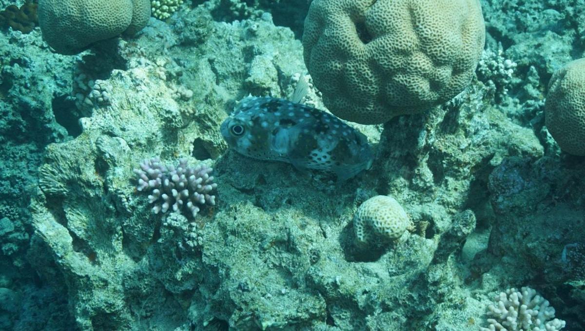 Bait Alaqaba Dive Center & Resort ภายนอก รูปภาพ