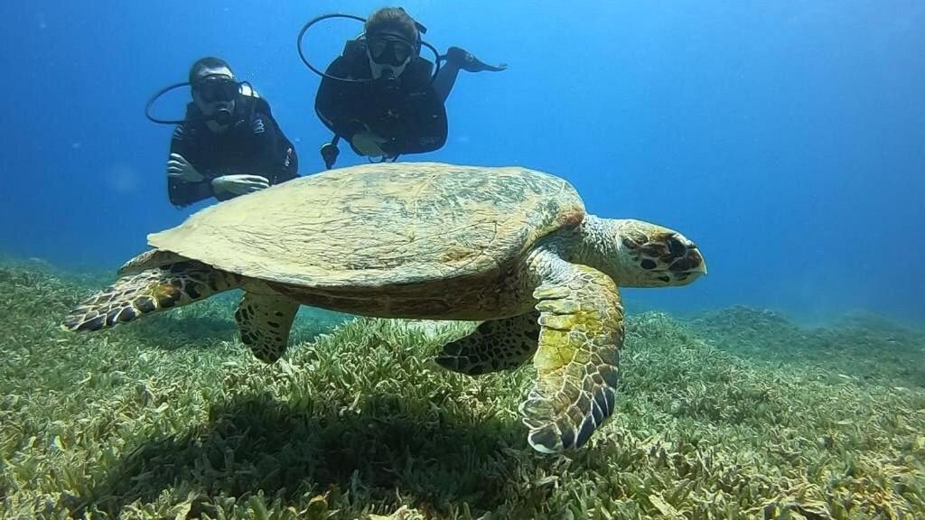 Bait Alaqaba Dive Center & Resort ภายนอก รูปภาพ