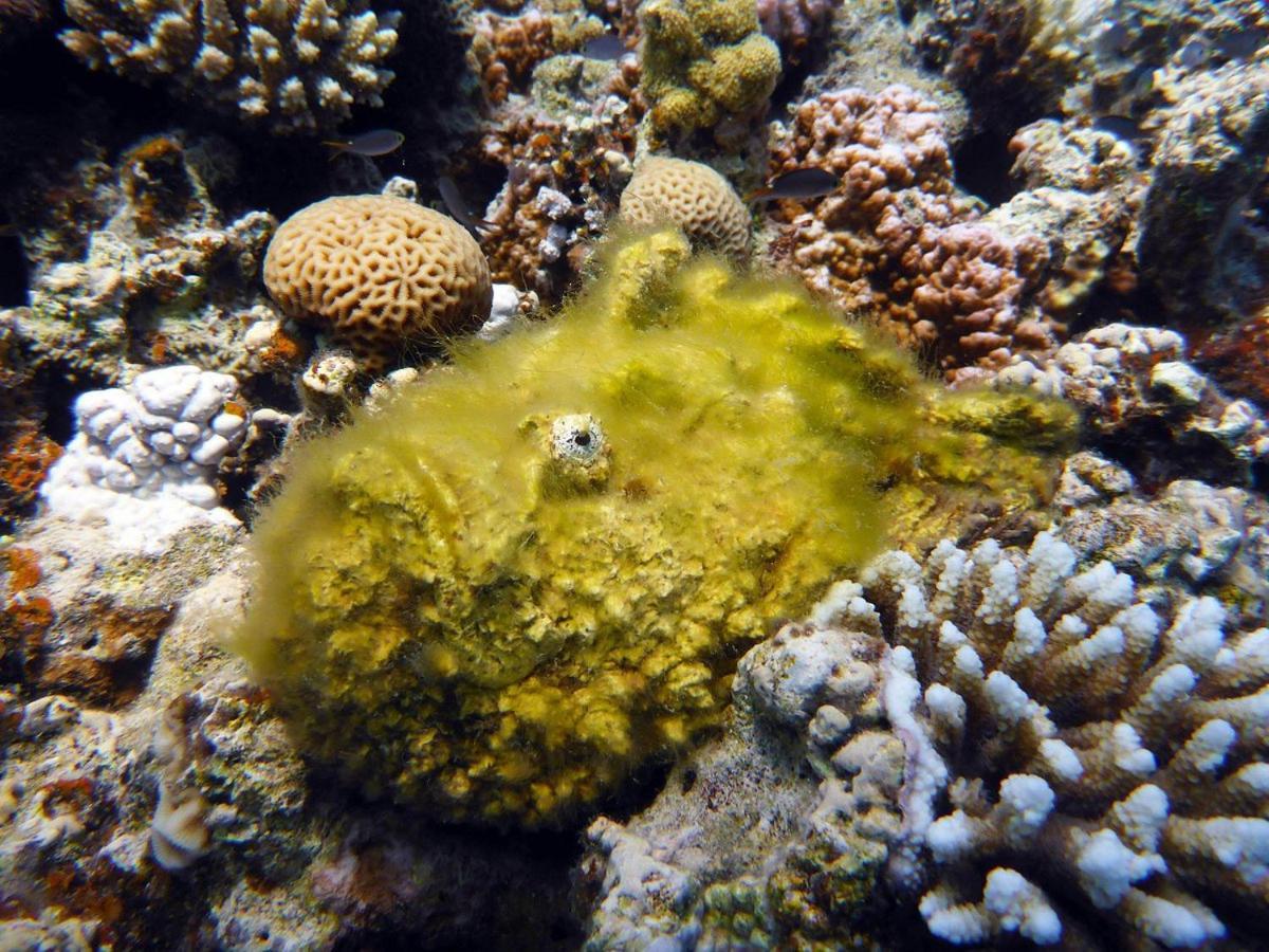 Bait Alaqaba Dive Center & Resort ภายนอก รูปภาพ