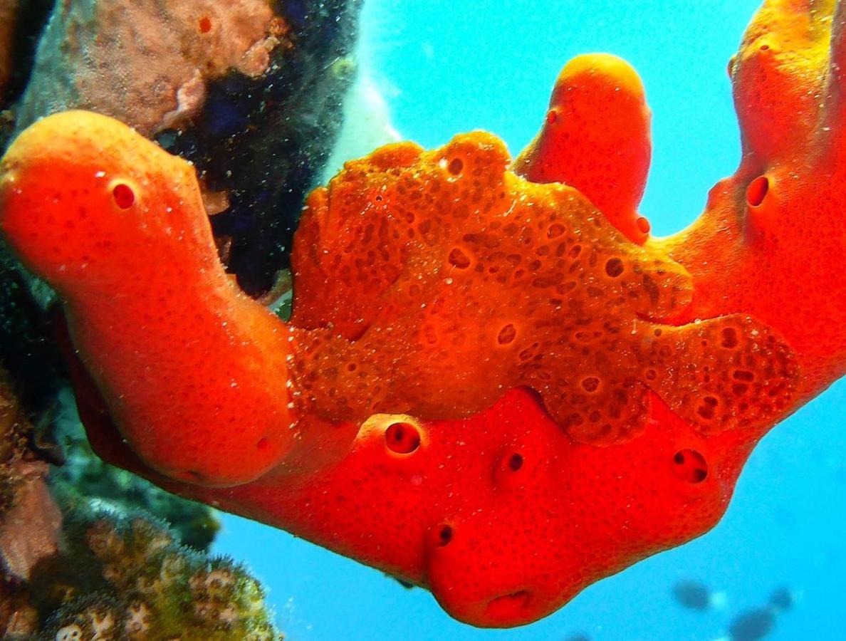 Bait Alaqaba Dive Center & Resort ภายนอก รูปภาพ